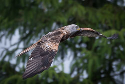 Wales Birds, July 2015