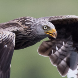 20150720NantyrArianBirds0109.jpg 20150720NantyrArianBirds0109.jpg