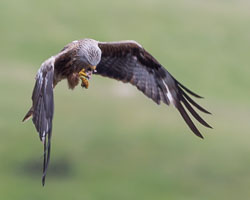 20150720NantyrArianBirds0113.jpg 20150720NantyrArianBirds0113.jpg