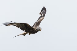 20150720NantyrArianBirds0126.jpg 20150720NantyrArianBirds0126.jpg