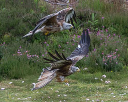 20150720NantyrArianBirds0130.jpg 20150720NantyrArianBirds0130.jpg