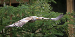 Wales Birds, July 2015 Wales Birds, July 2015