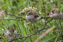 20150721Glaslyn0002.jpg 20150721Glaslyn0002.jpg