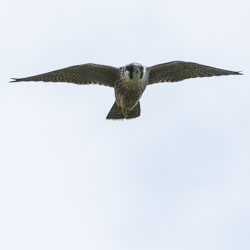 20150722SouthStack0008.jpg 20150722SouthStack0008.jpg