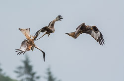 Bwlch Nant yr Arian Red Kites, June 2016 Bwlch Nant yr Arian Red Kites, June 2016