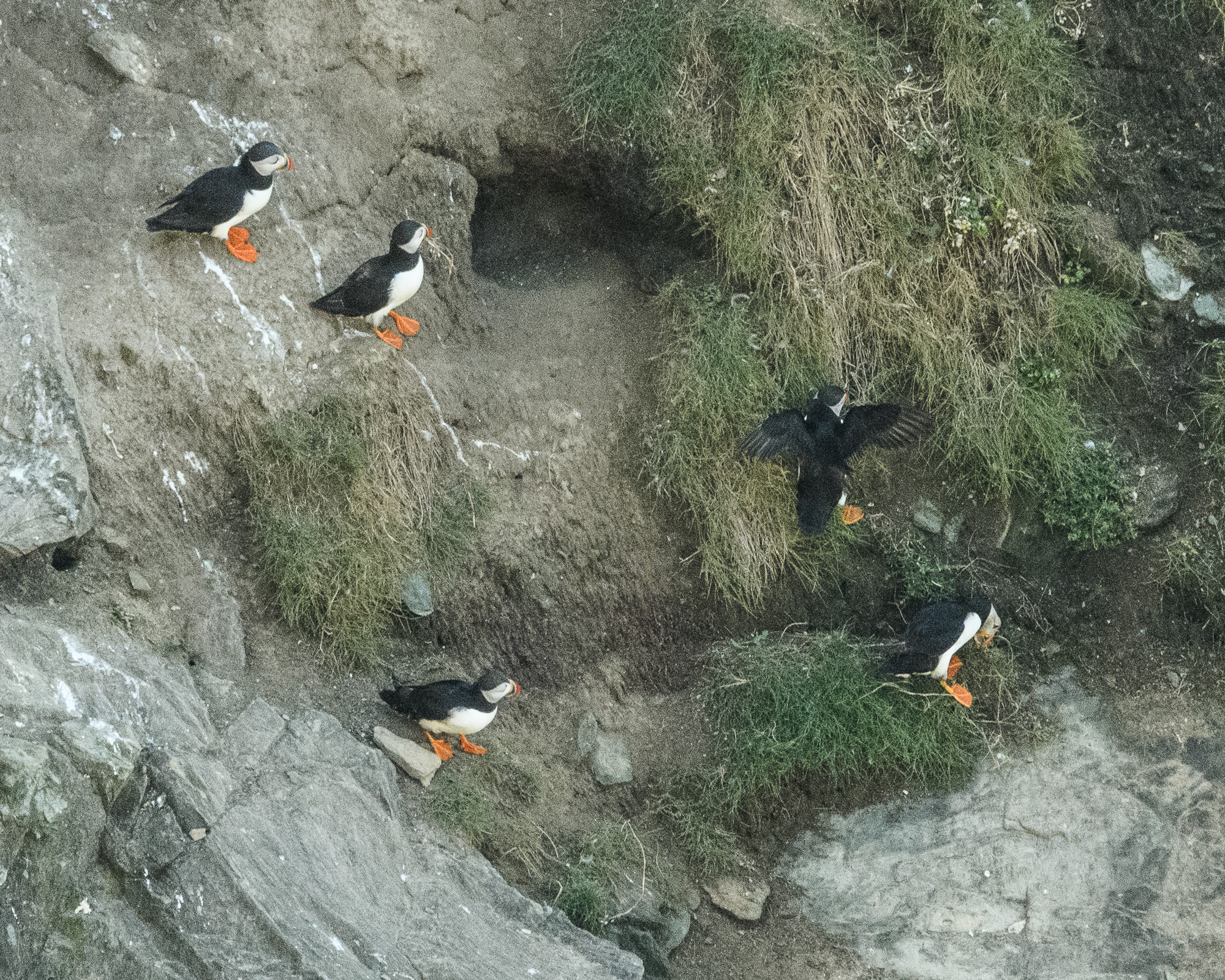 20170713WalesBirds0645.jpg