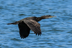 20170712WalesBirds0580.jpg 20170712WalesBirds0580.jpg