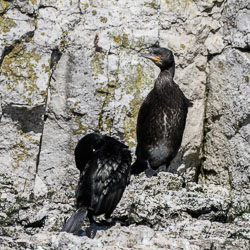 20170712WalesBirds0594.jpg 20170712WalesBirds0594.jpg