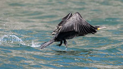 20170712WalesBirds0603.jpg 20170712WalesBirds0603.jpg