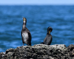 20170712WalesBirds0608.jpg 20170712WalesBirds0608.jpg