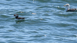 20170712WalesBirds0612.jpg 20170712WalesBirds0612.jpg