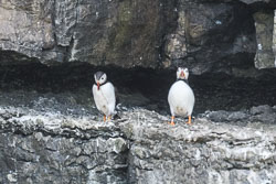 20170712WalesBirds0614.jpg 20170712WalesBirds0614.jpg