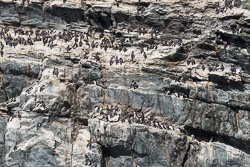 20170713WalesBirds0637.jpg 20170713WalesBirds0637.jpg