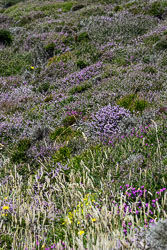 20170713WalesBirds0638.jpg 20170713WalesBirds0638.jpg