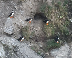 20170713WalesBirds0642.jpg 20170713WalesBirds0642.jpg