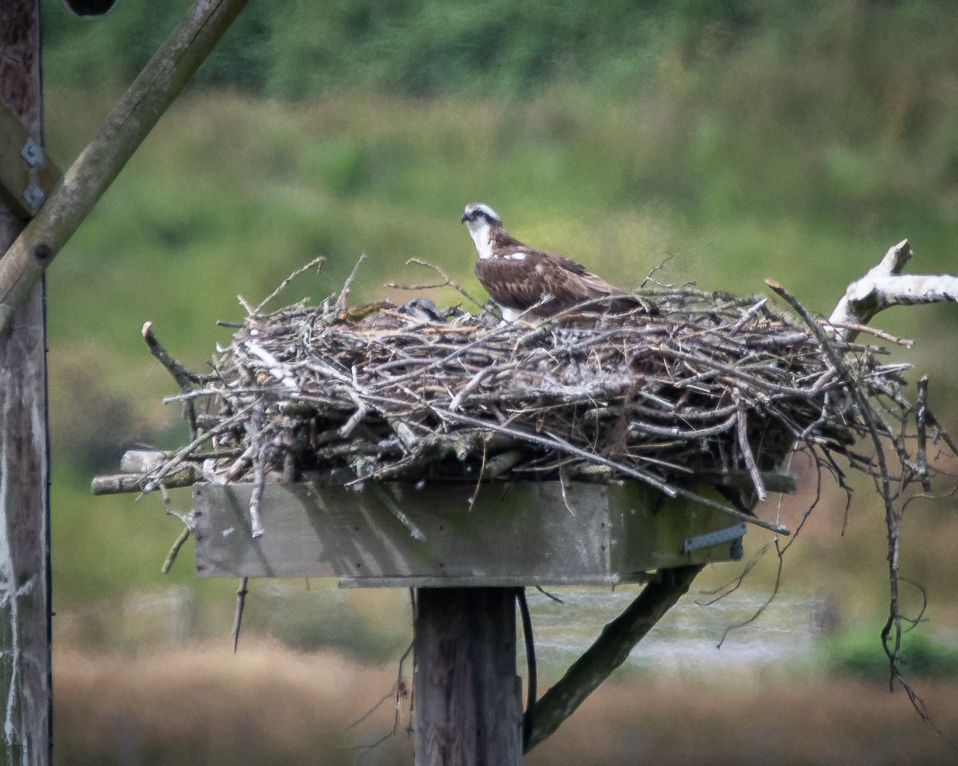 20180717Machynlleth0063.jpg