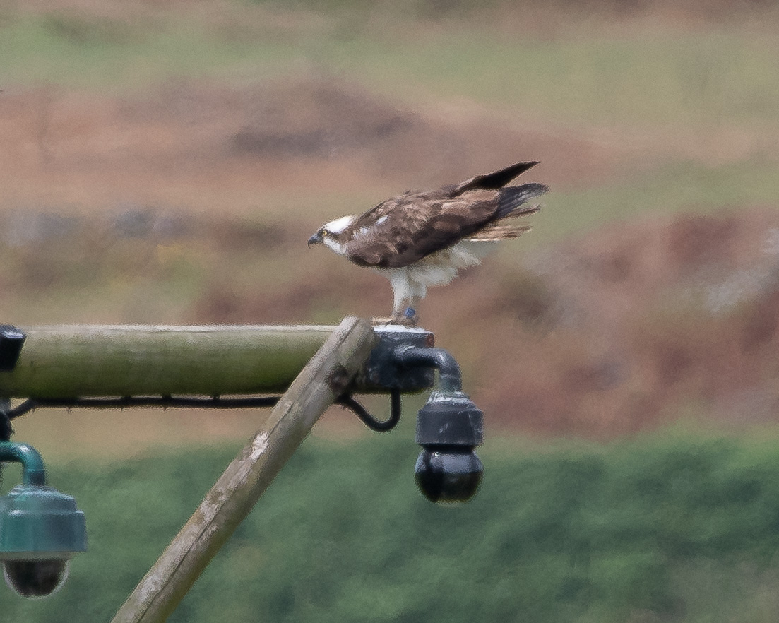 20180717Machynlleth0074.jpg