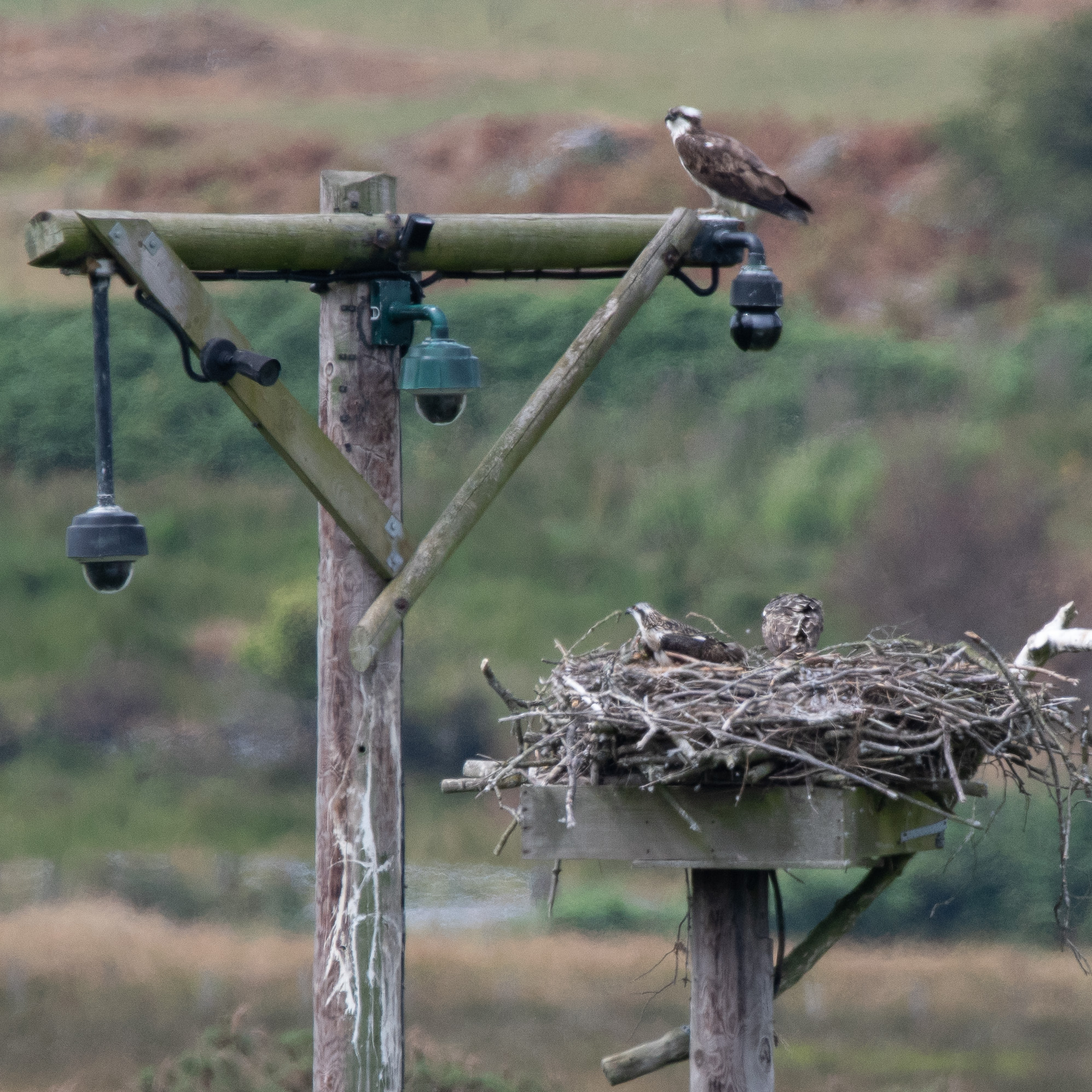 20180717Machynlleth0076.jpg