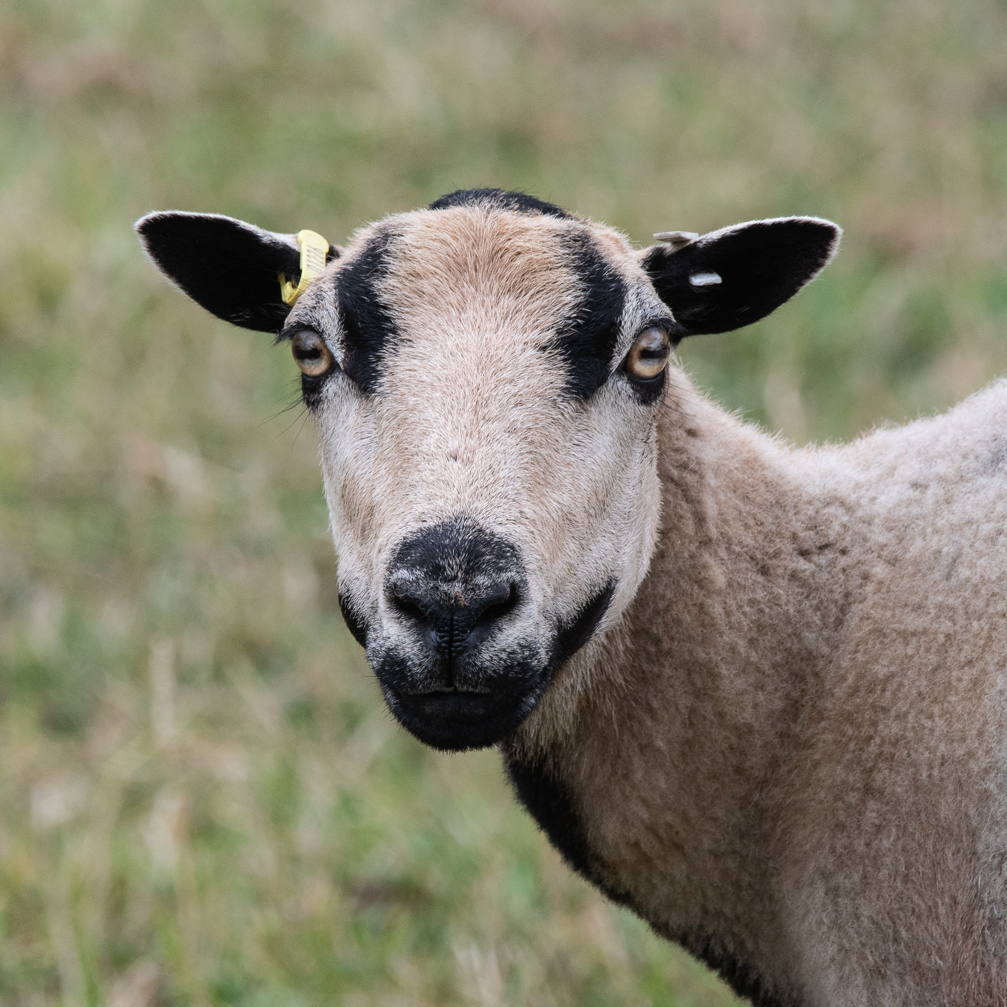 20180718Machynlleth0112.jpg