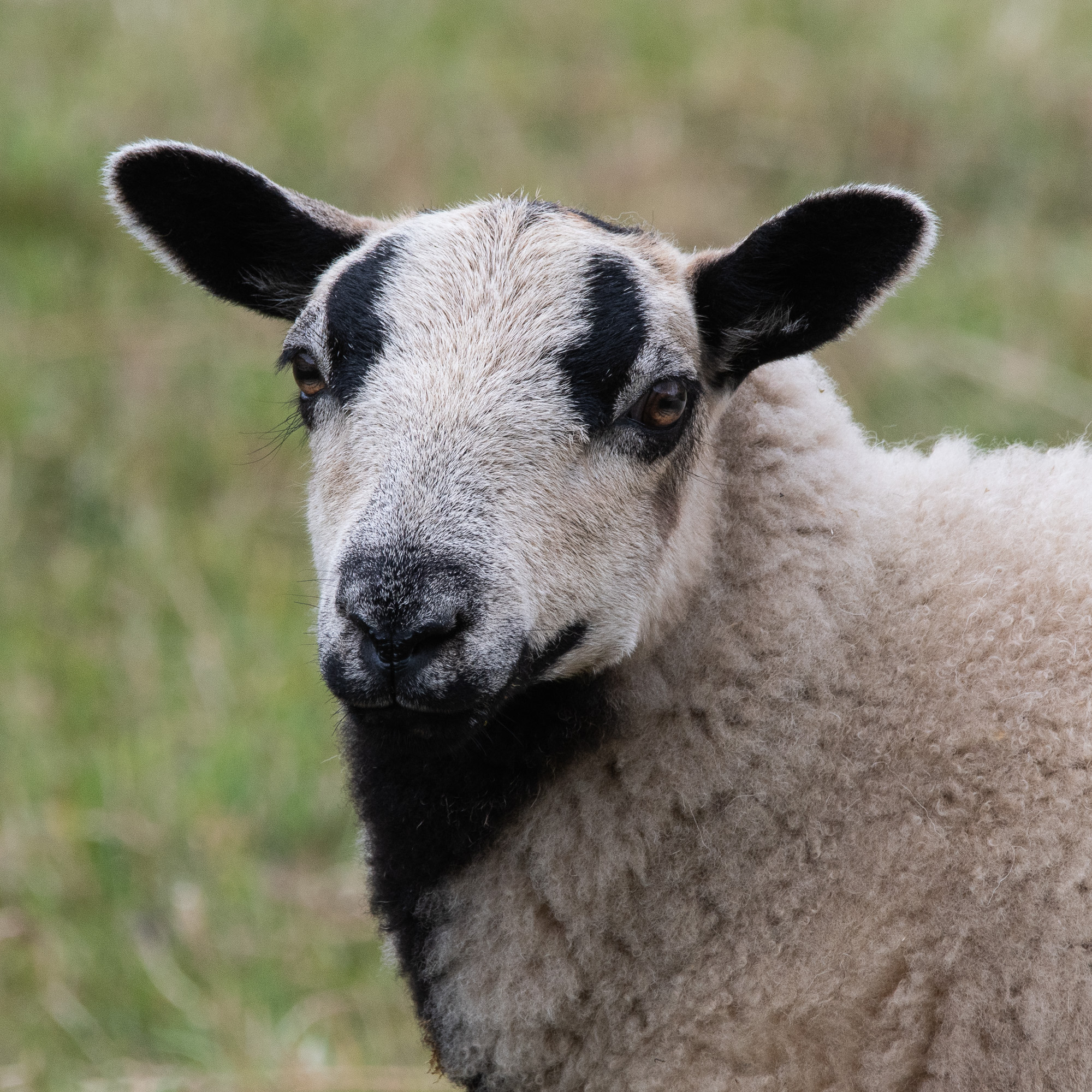 20180718Machynlleth0115.jpg