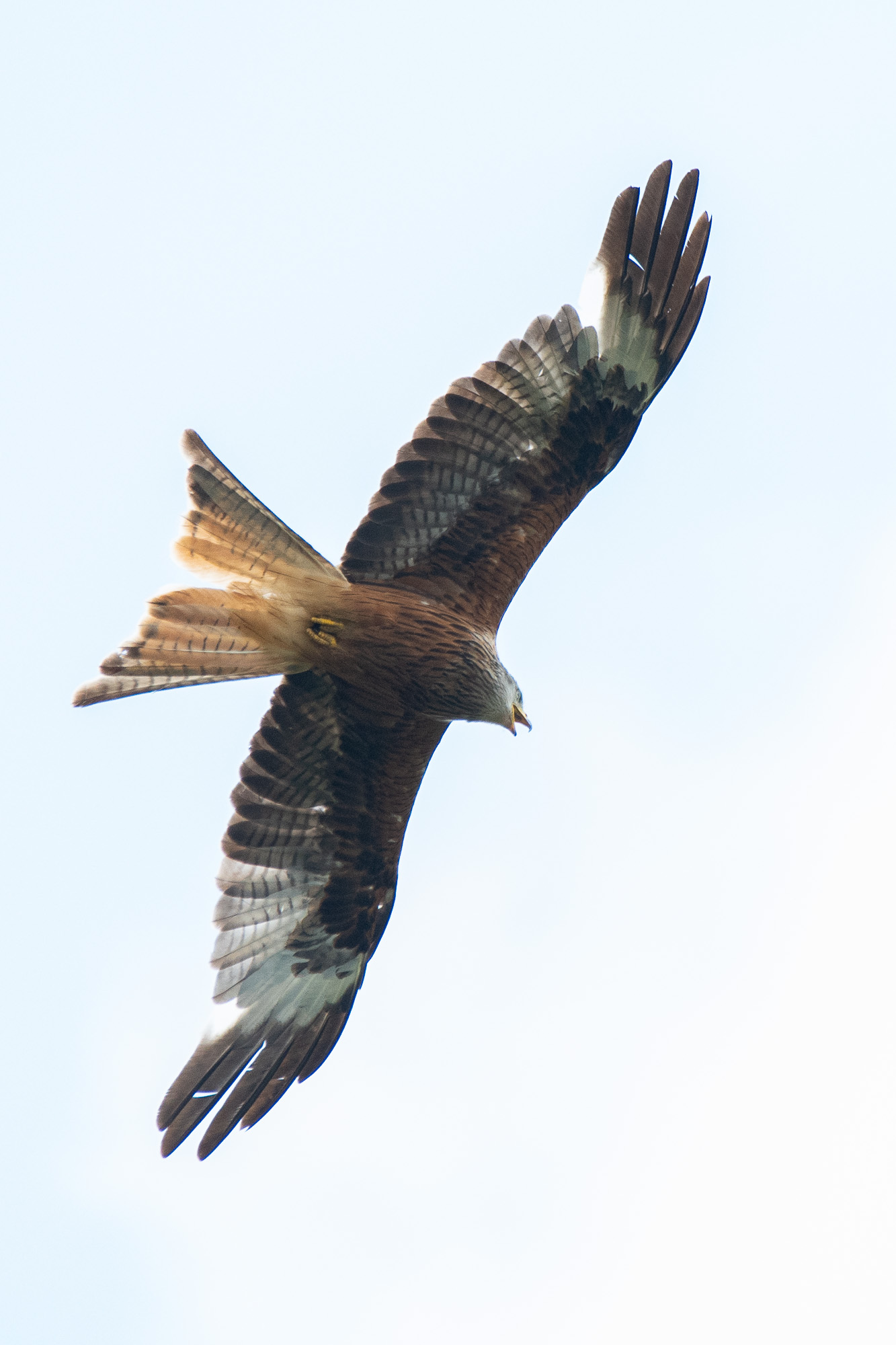 20180718Machynlleth0184.jpg