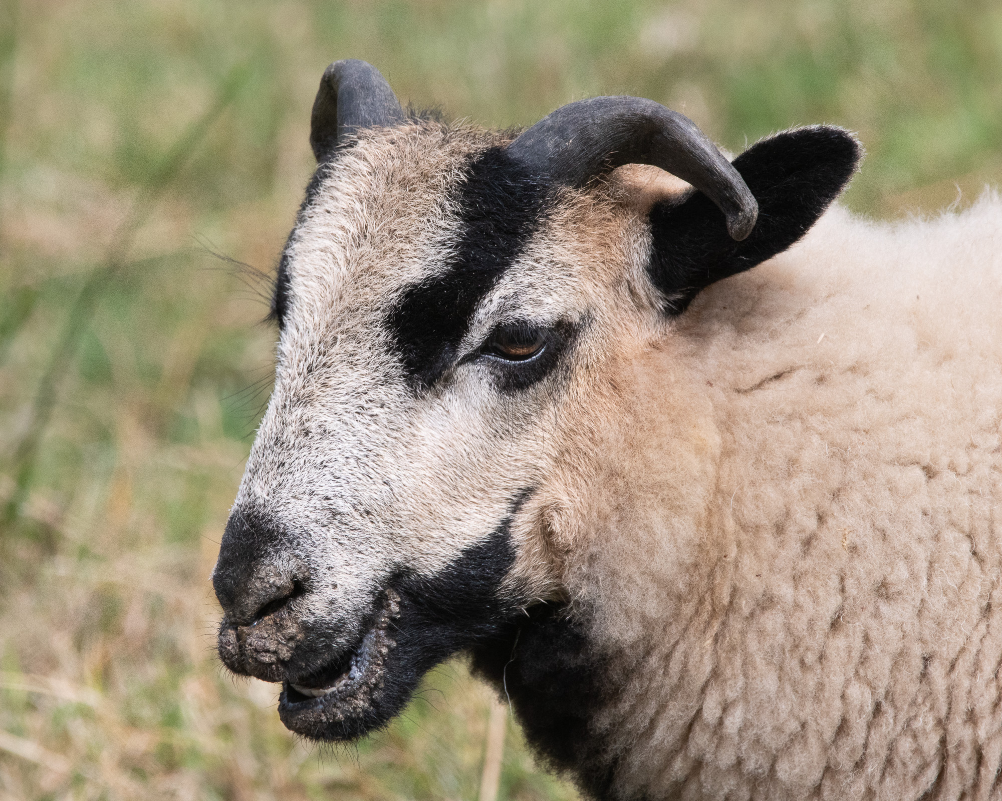 20180718Machynlleth0227.jpg