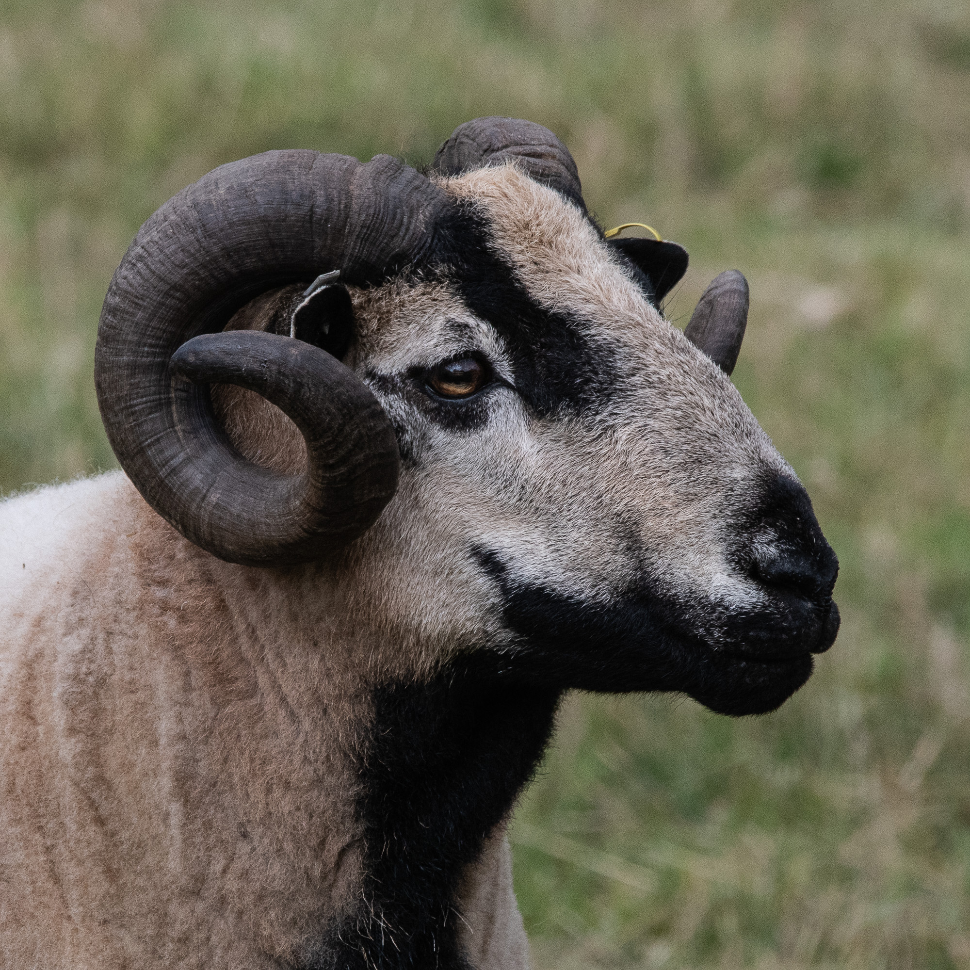 20180718Machynlleth0240.jpg