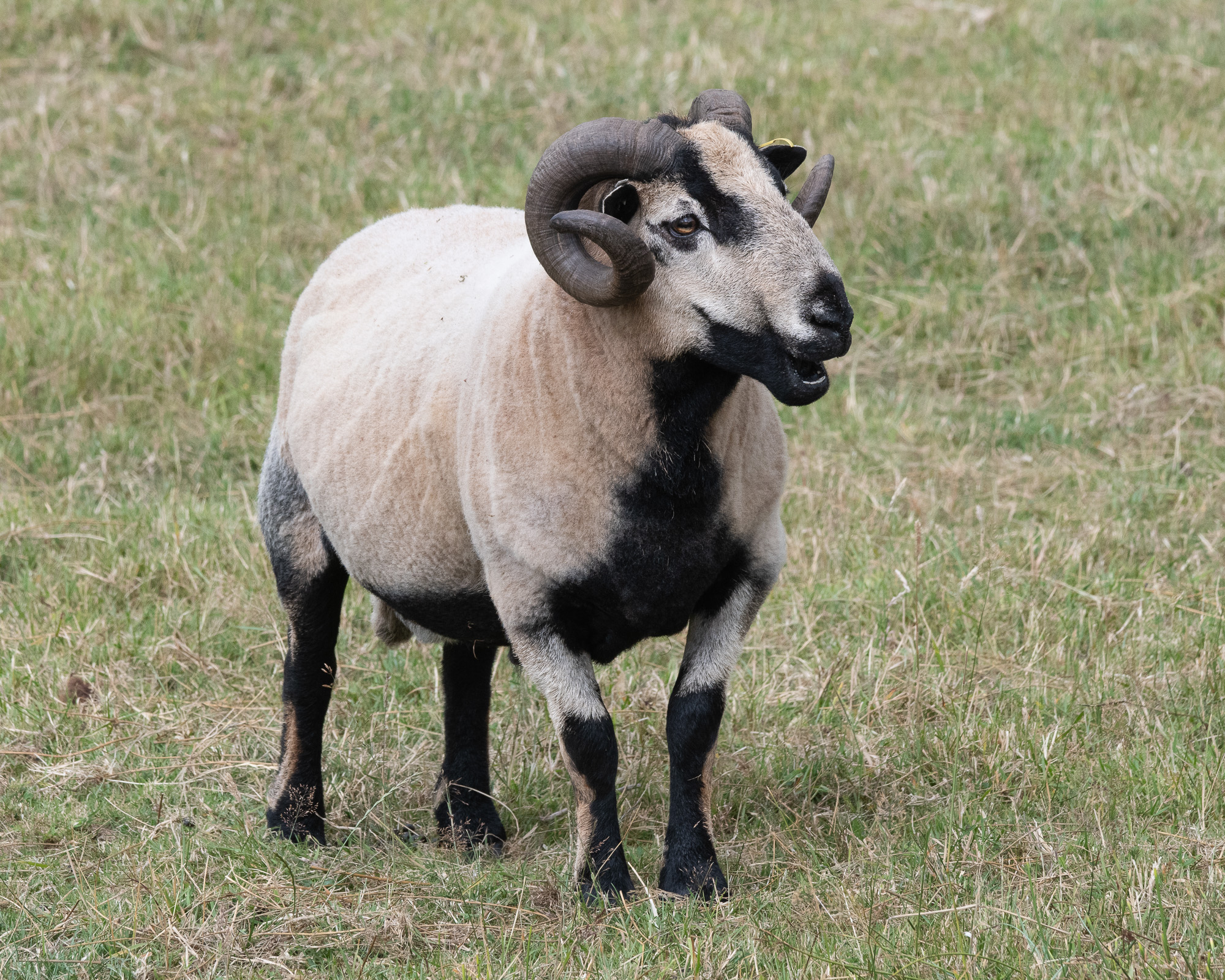 20180718Machynlleth0256.jpg