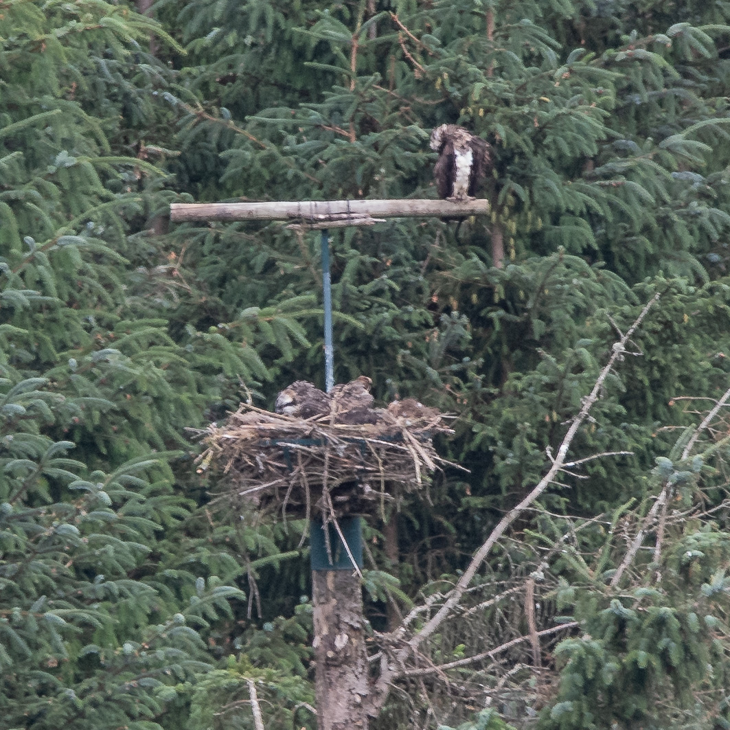 20180718Machynlleth0278.jpg