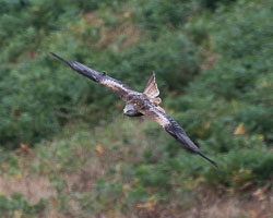 20180718Machynlleth0127.jpg 20180718Machynlleth0127.jpg