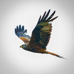 20180718Machynlleth0157.jpg 20180718Machynlleth0157.jpg