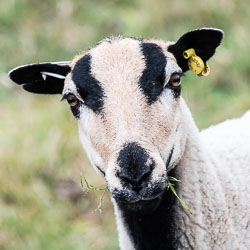 20180718Machynlleth0167.jpg 20180718Machynlleth0167.jpg