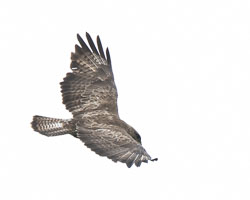 20180718Machynlleth0199.jpg 20180718Machynlleth0199.jpg