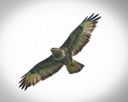 20180718Machynlleth0203.jpg 20180718Machynlleth0203.jpg