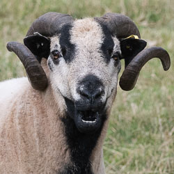 20180718Machynlleth0247.jpg 20180718Machynlleth0247.jpg