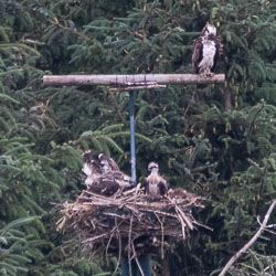 20180718Machynlleth0294.jpg 20180718Machynlleth0294.jpg