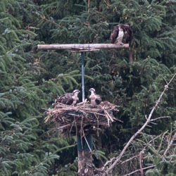 20180718Machynlleth0297.jpg 20180718Machynlleth0297.jpg